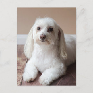 IMG_4050 ポストカード