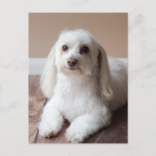 IMG_4050 ポストカード (正面)