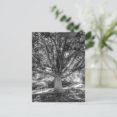 IMG_5219.JPG ポストカード (スタンド正面)