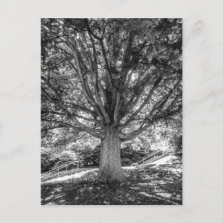 IMG_5219.JPG ポストカード