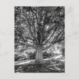 IMG_5219.JPG ポストカード