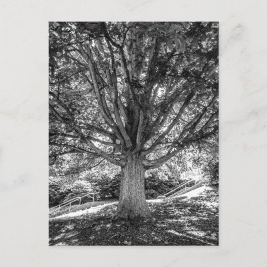 IMG_5219.JPG ポストカード (正面)