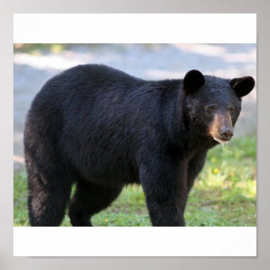 IMG_5587_edited ポスター (正面)