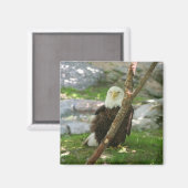 IMG_6126, upliftingphotography.net America マグネット (正面/裏面)