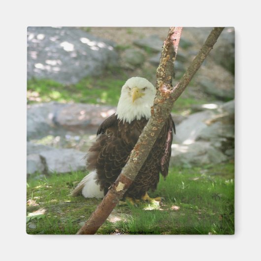 IMG_6126, upliftingphotography.net America マグネット (正面)