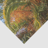 IMG_7080.JPGsummer、palm、leaf、tropical、tree、および 薄葉紙 (詳細)