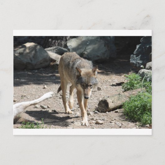 IMG_7805 ポストカード (正面)