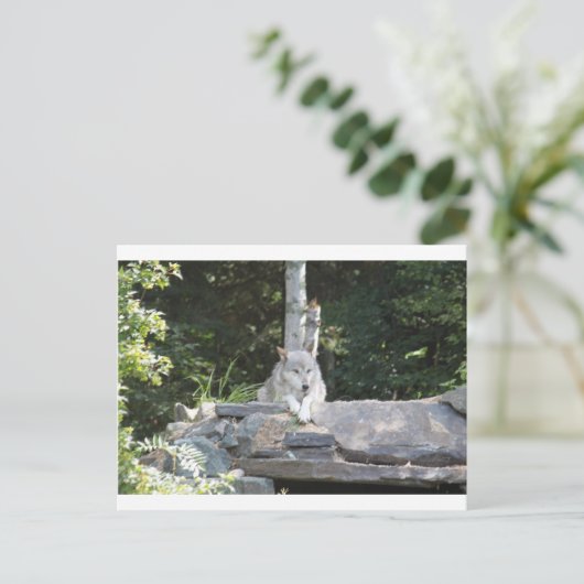 IMG_7954 ポストカード (スタンド正面)