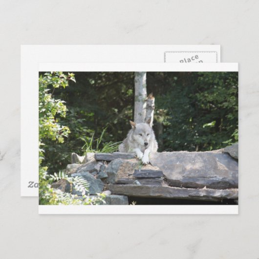 IMG_7954 ポストカード (正面/裏面)