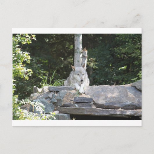 IMG_7954 ポストカード (正面)