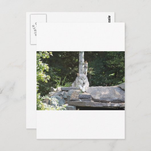 IMG_7954 ポストカード (正面/裏面)