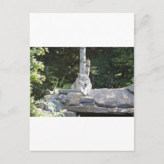 IMG_7954 ポストカード