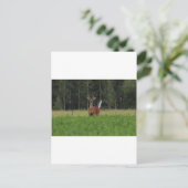 IMG_9486_1 ポストカード (スタンド正面)