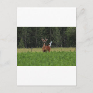 IMG_9486_1 ポストカード