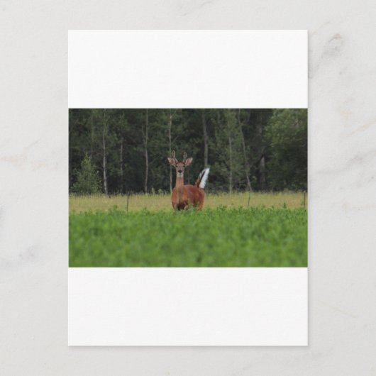 IMG_9486_1 ポストカード (正面)