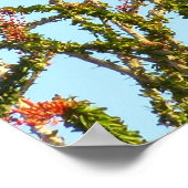 Immature Red-Tailed Hawk in Ocotillo Bush ポスター (角)