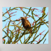 Immature Red-Tailed Hawk in Ocotillo Bush ポスター (正面)