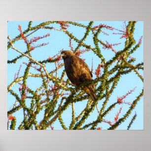 Immature Red-Tailed Hawk in Ocotillo Bush ポスター