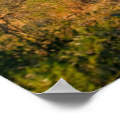 Impala (Aepyceros Melampus), Hluhluwe-Umfolozi ポスター (角)