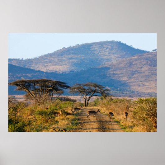 Impala (Aepyceros Melampus), Hluhluwe-Umfolozi ポスター (正面)