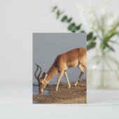 Impala antelope水穴の写真で飲む シーズンポストカード (スタンド正面)