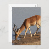 Impala antelope水穴の写真で飲む シーズンポストカード (正面/裏面)