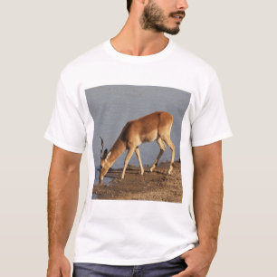 Impala antelope水穴の写真で飲む tシャツ