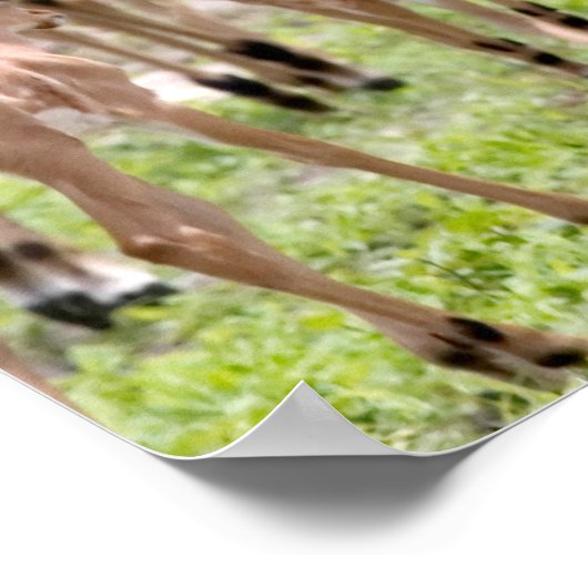 Impala In The Okavango Delta ポスター (角)