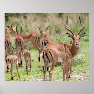 Impala In The Okavango Delta ポスター