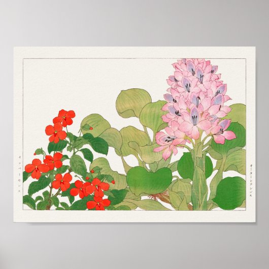 Impatiens, Water hyacinth by Tanigami Konna ポスター (正面)