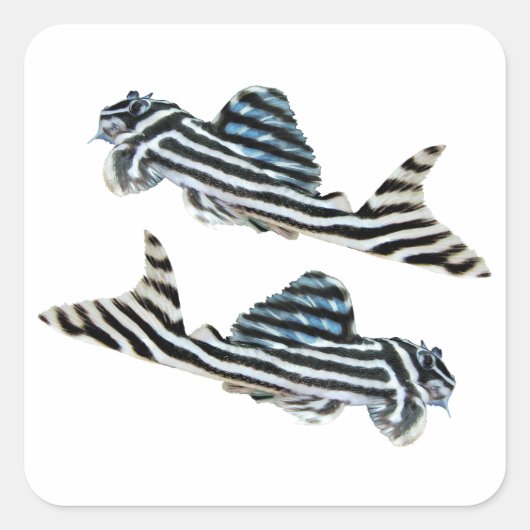 “Imperial Zebra Pleco”の優良製品 スクエアシール (正面)