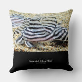 Imperial Zebra Pleco クッション (裏面)