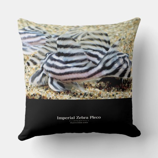 Imperial Zebra Pleco クッション (裏面)