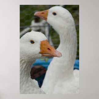 In the Fowl Barn ポスター