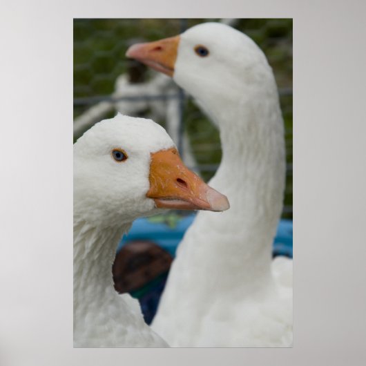 In the Fowl Barn ポスター (正面)