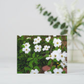 In The Garden 〜 ドッグウッドの花 ポストカード (スタンド正面)