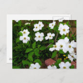 In The Garden 〜 ドッグウッドの花 ポストカード (正面/裏面)