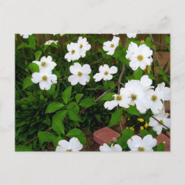 In The Garden 〜 ドッグウッドの花 ポストカード
