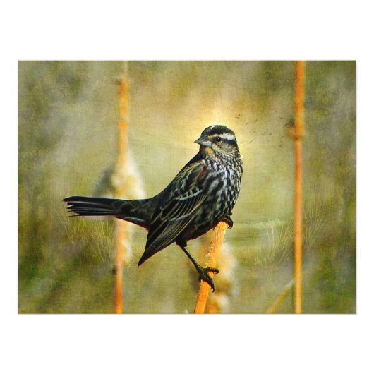 In the Limelightポスタープリント フォトプリント (正面)