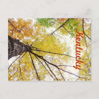 In the Trees by JerseyFawn ポストカード