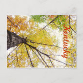 In the Trees by JerseyFawn ポストカード (正面)