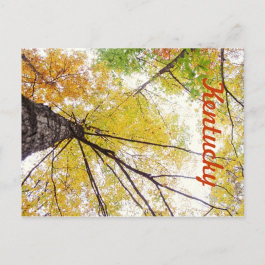 In the Trees by JerseyFawn ポストカード (正面)