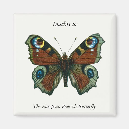 Inachis io – ヨーロッパクジャックバタフライ マグネット (正面)