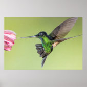 Inca Hummingbird in Flight Pose ポスター (正面)