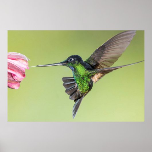 Inca Hummingbird in Flight Pose ポスター (正面)