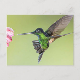 Inca Hummingbird in Flight Pose ポストカード