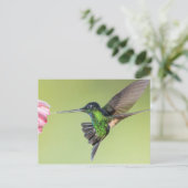 Inca Hummingbird in Flight Pose ポストカード (スタンド正面)