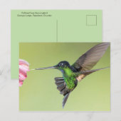 Inca Hummingbird in Flight Pose ポストカード (正面/裏面)