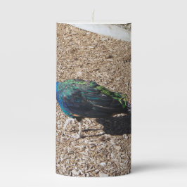Indian Blue Peafowl candle