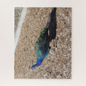 Indian Blue Peafowl jigsaw puzzle ジグソーパズル (縦)